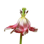 Calypso Tulip: Tulip Dancers photography by John L Healey